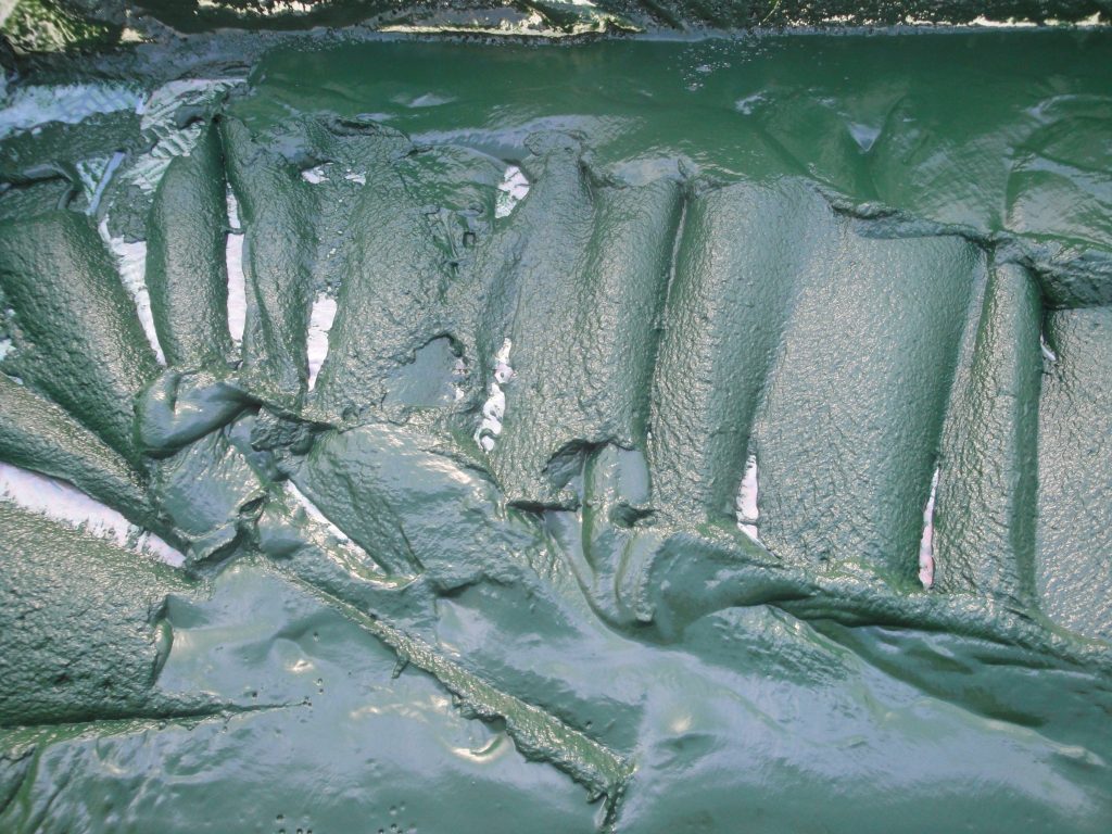 spiruline filtrée