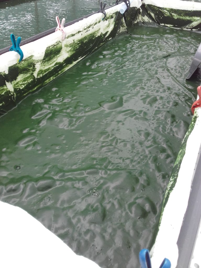 spiruline filtrée avant récolte