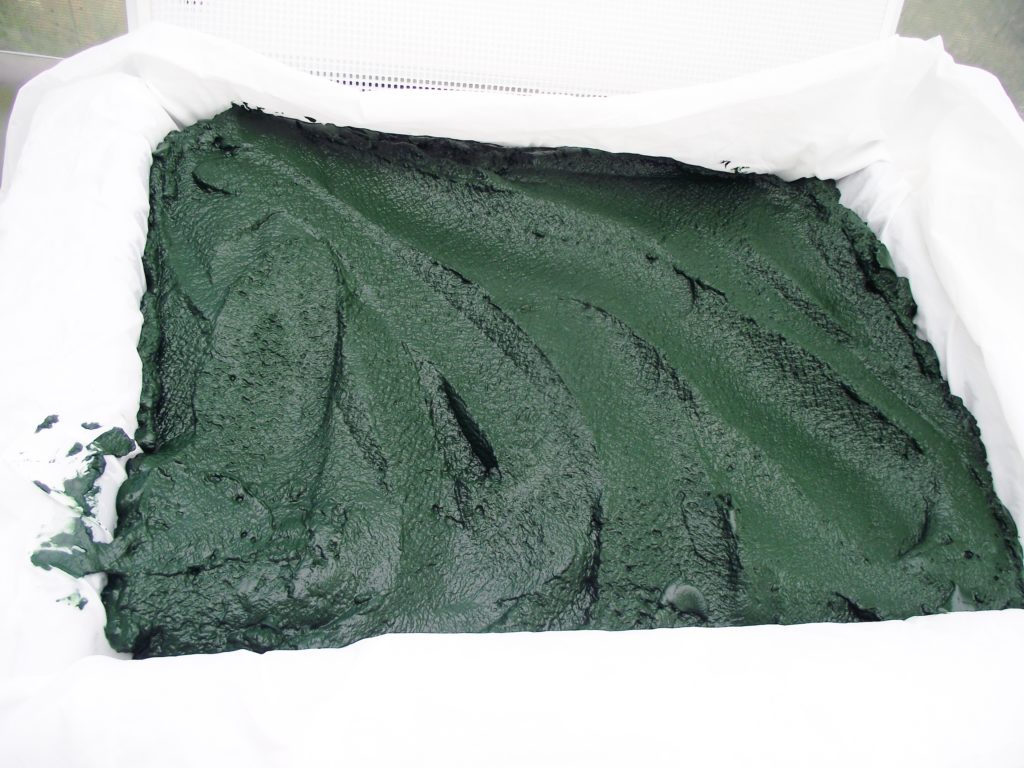 spiruline filtrée avant pressage dans la table sous vide